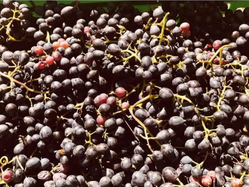 ლეჩხუმში ,,რთველი-2020"-ის პირველი ეტაპი დაიწყო.